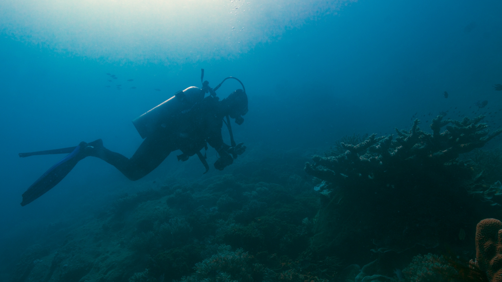 Anuar Abdullah: Rehabilitating reefs now and for the future
